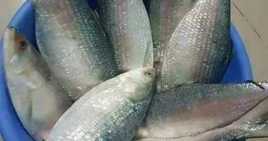 ডায়মন্ড হারবার ওড়িশার ইলিশ মাছ শিলিগুড়ির বাজারে , নাম ভাঙ্গানো হচ্ছে বাংলাদেশের